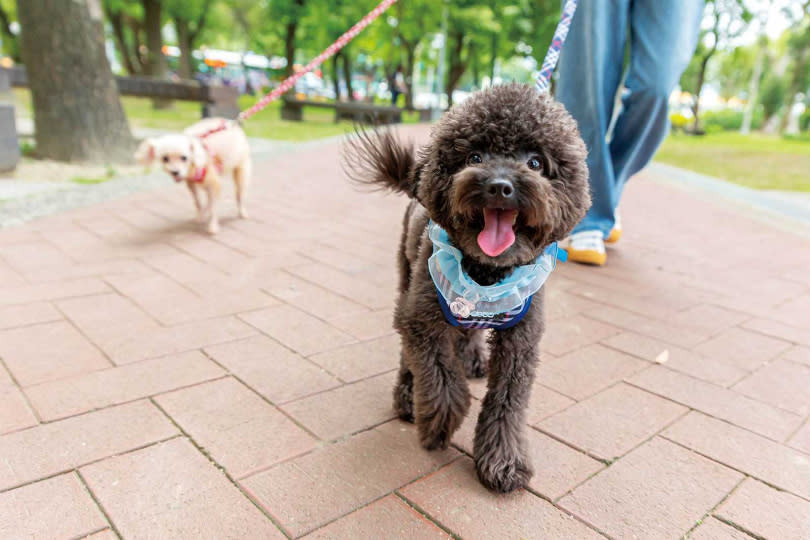 1歲的Lufa個性活潑，非常容易與人親近，更幫助何紫妍走出愛犬離世的傷痛。（圖／林士傑攝）