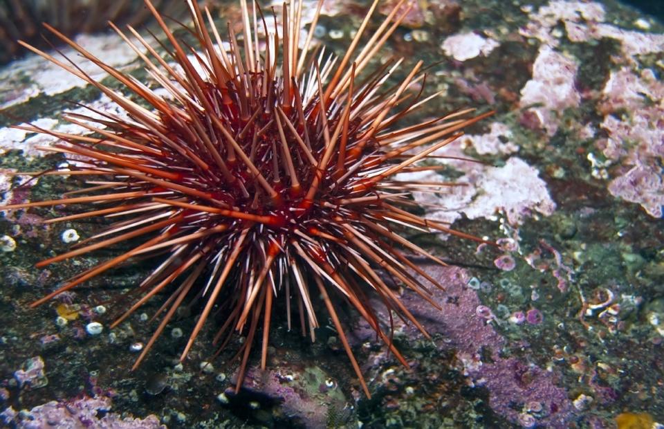 <p><span>The red sea urchin, a small invertebrate, can be found along the western coast of North America. Not only can the spiny creatures live to between 100 to 200 years old, they also live a long life in good health with little aging, according to researchers at </span><a href="http://oregonstate.edu/ua/ncs/archives/2003/nov/red-sea-urchins-discovered-be-one-earths-oldest-animals" rel="nofollow noopener" target="_blank" data-ylk="slk:Oregon State University;elm:context_link;itc:0;sec:content-canvas" class="link "><b><span>Oregon State University</span></b></a><span>. The urchins feed on marine plants such as </span><a href="https://www.thedailymeal.com/news/healthy-eating/seaweed-new-superfood-science-says-yes/112515" rel="nofollow noopener" target="_blank" data-ylk="slk:seaweed;elm:context_link;itc:0;sec:content-canvas" class="link "><b><span>seaweed</span></b></a><span> and </span><a href="https://www.thedailymeal.com/news/eat/algae-lab-grown-meat-and-insects-meatball-future/121715" rel="nofollow noopener" target="_blank" data-ylk="slk:algae;elm:context_link;itc:0;sec:content-canvas" class="link "><b><span>algae</span></b></a><span>. </span></p>