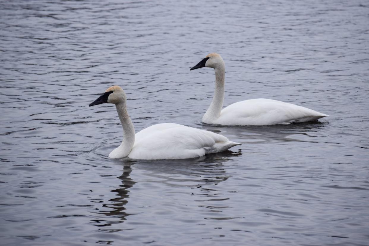 The swans congregate during the winter and go their separate ways in the spring.  (Robyn Miller/CBC - image credit)