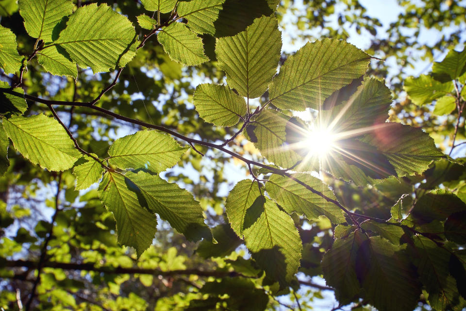 Sunlight beams get through the green foliage of beech trees in virgin forest