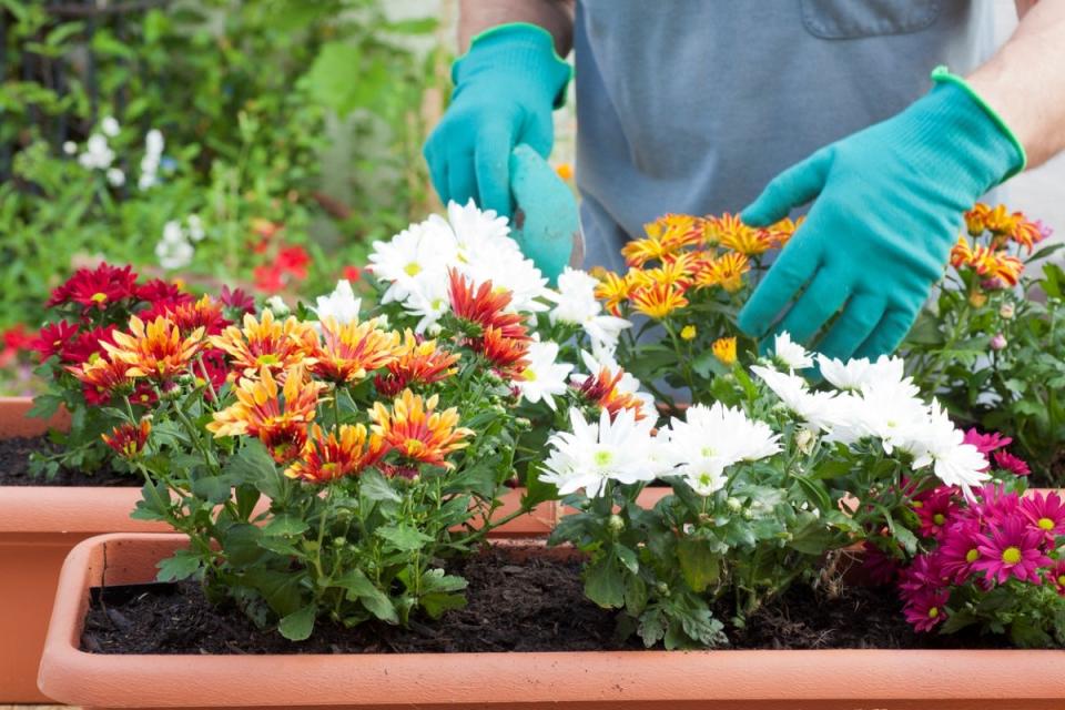 Gardener planting chrysanthemum flowers