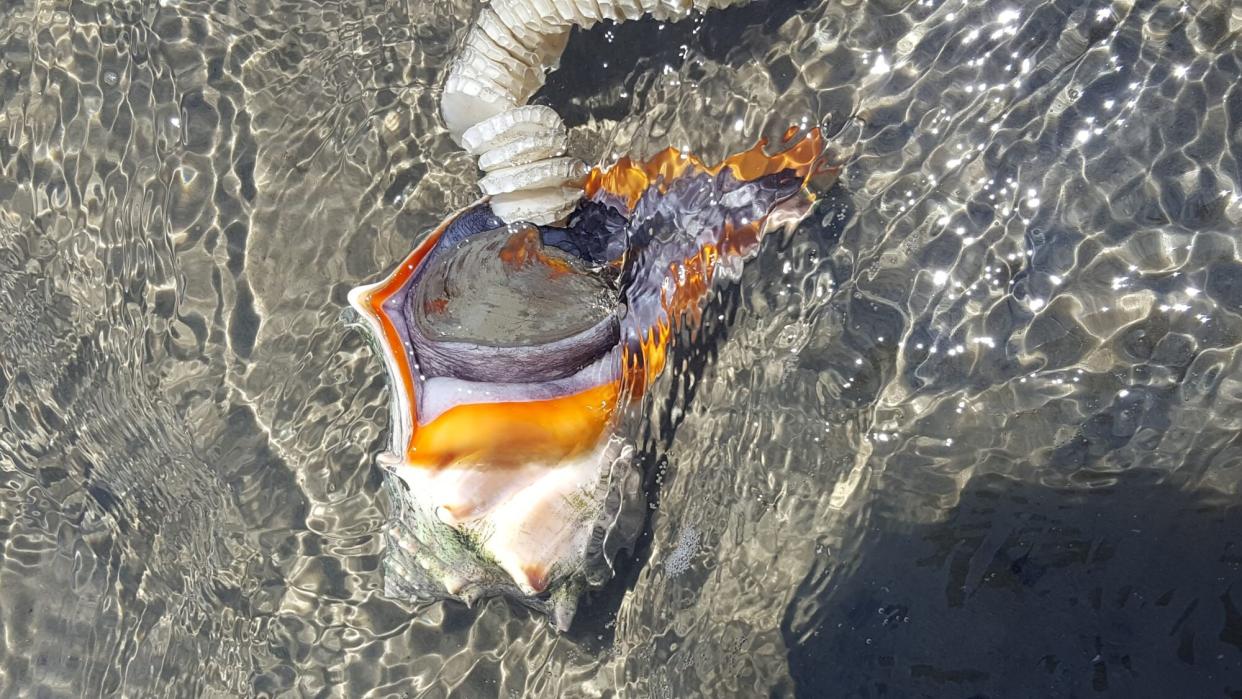 Live female knobbed whelk laying her egg strand