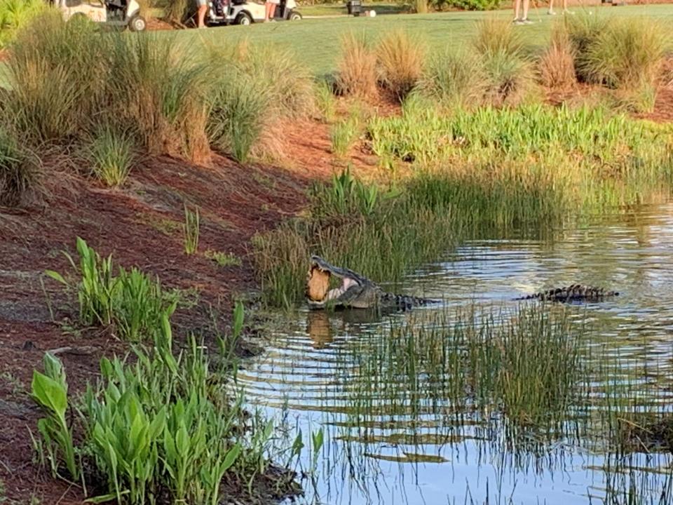 An alligator shows off a turtle in its mouth on Saturday, March 16 at Pelican Sound Golf and River Club in Estero.