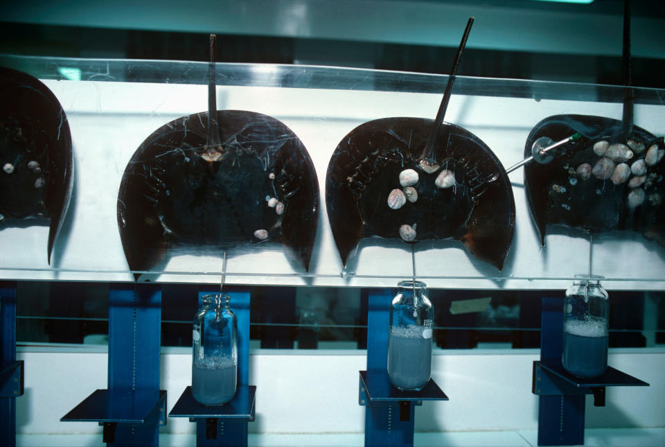 Horseshoe crabs are being examined in a laboratory setup with four jars below them containing a blue liquid