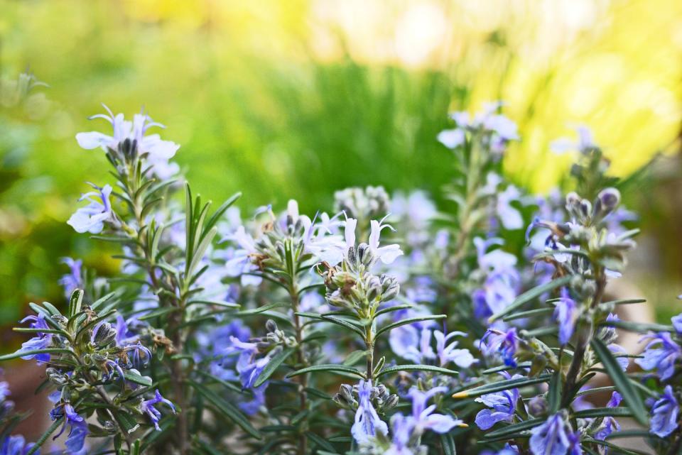 rosemary in bloom, close up