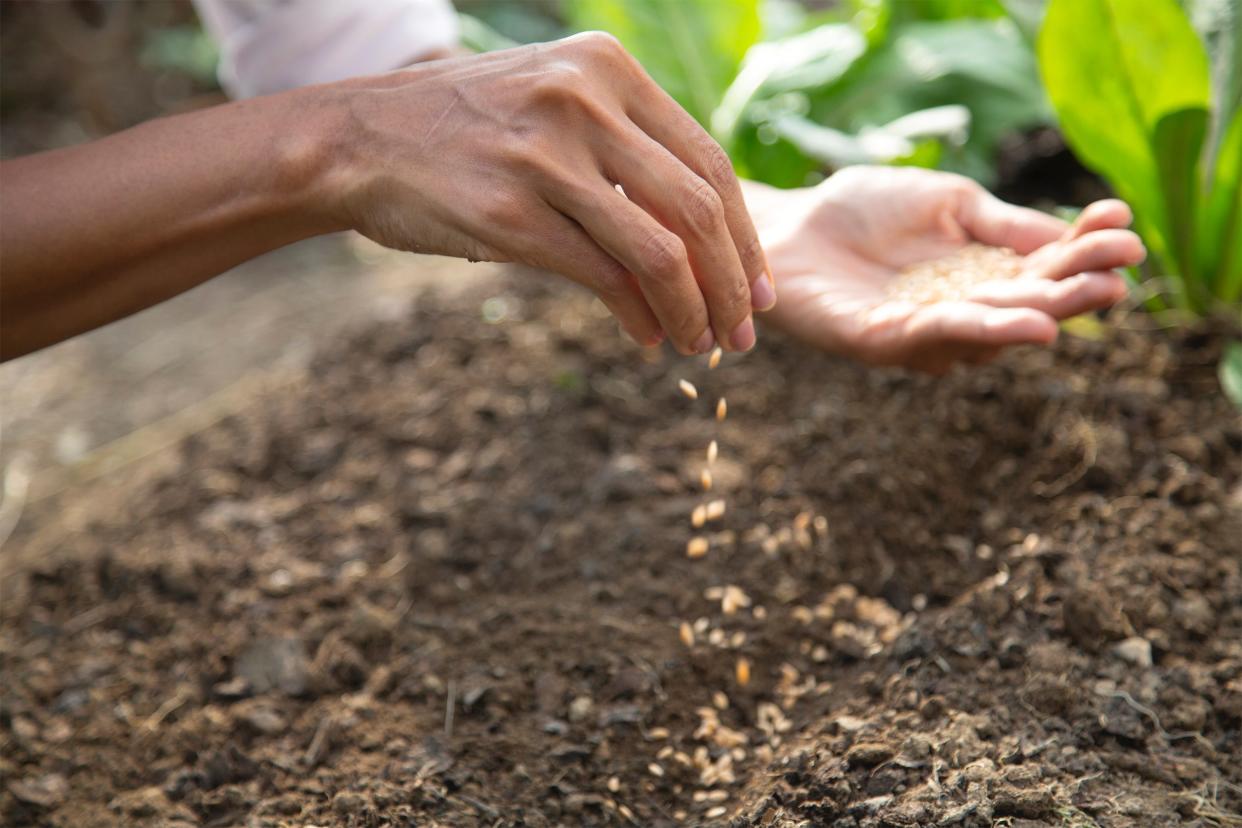 Closeup of woman's hands dropping seeds into soil in outdoor garden