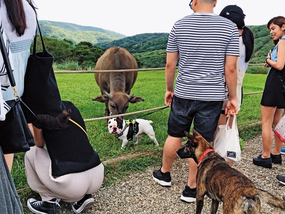 遊客到擎天崗遊憩，有時會攜帶寵物犬上山，若不加狗鍊，易和水牛發生衝突。（華梵大學提供）