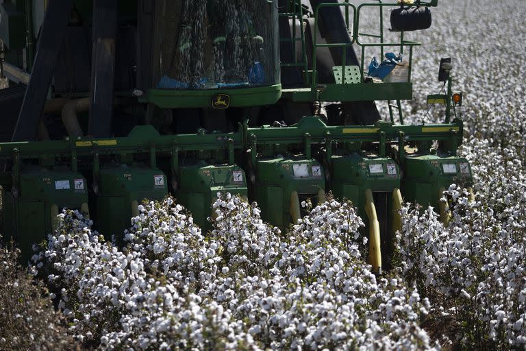 El algodón puede tener un mayor peso económico