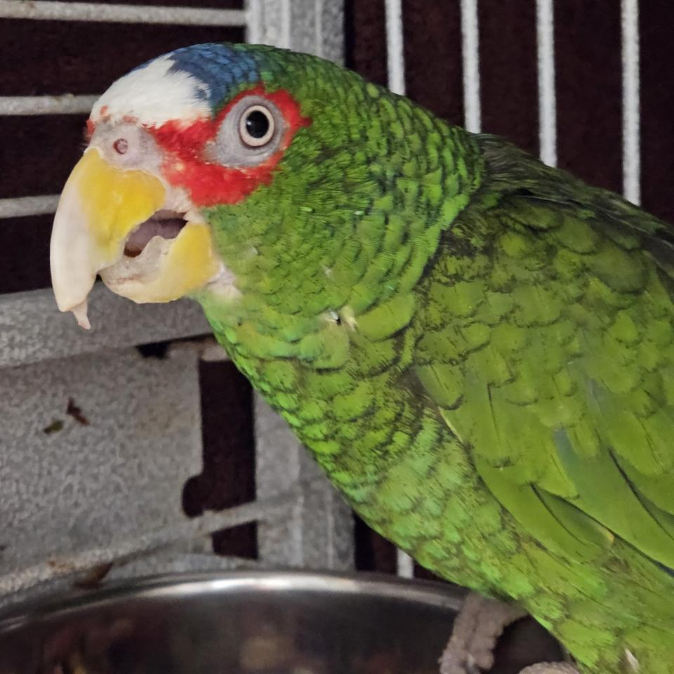 Pepper, a white-fronted amazon who has a bit of a potty mouth. The Niagara SPCA shared information about him on social media in June 2024 hoping to find him a new home because his previous owner had to relocate.