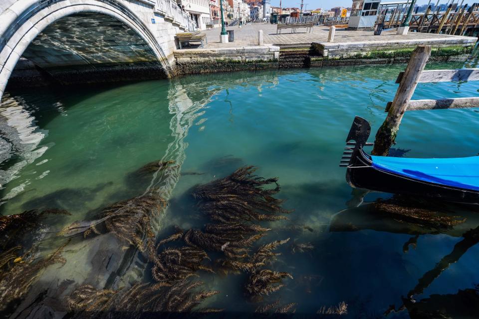 Seaweed in clear waters in Venice on March 18, 2020.