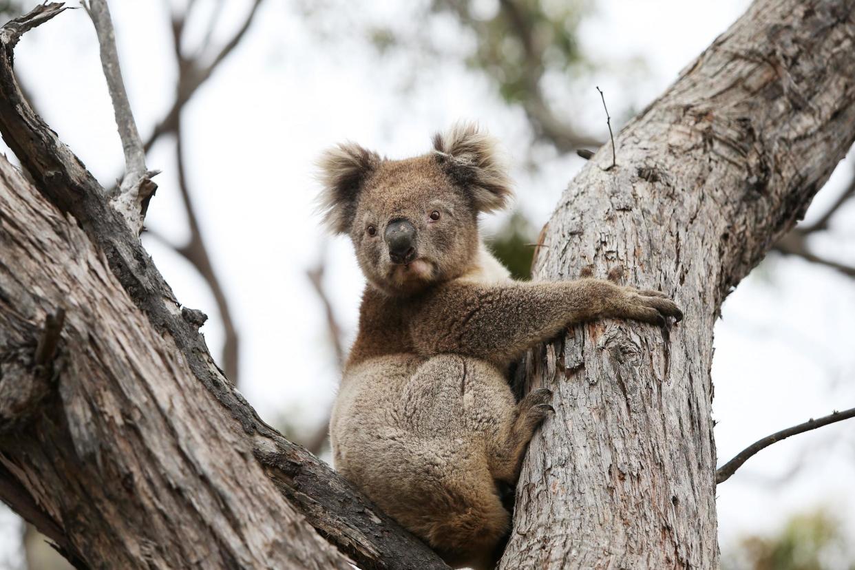 The Kangaroo Island Wildlife Park has treated more than 600 animals since the fires: Getty Images