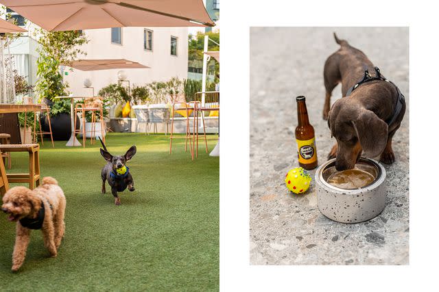 <p>Courtesy of Andaz Mexico City Condesa</p> The fetching Wooftop Beer Garden and Canine Club at the Andaz Mexico City Condesa.