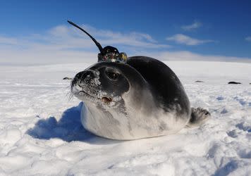 An elephant seal fitted with ocean monitoring equipment.