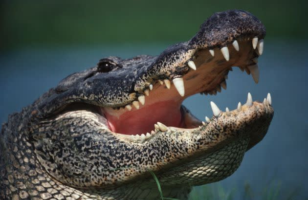 Don’t hug or pet this gator. (Photo: George Shelley via Getty Images)