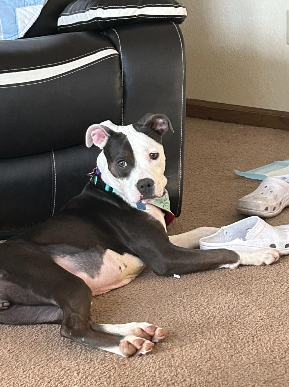 Melinda Massey says her 9-month old pitbull puppy mix, named Kelce, is the most loving dog ever.