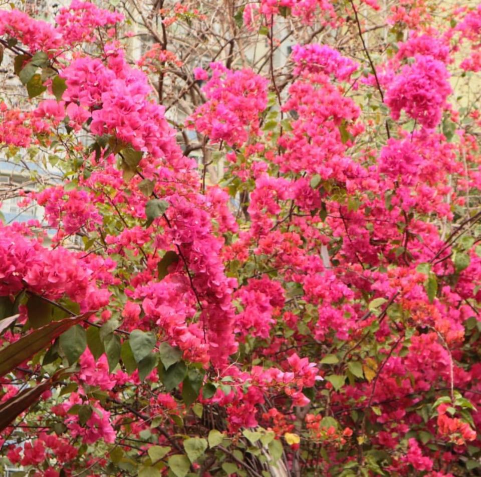 【元州邨花隧道】元州邨簕杜鵑花廊/大南街文青Cafe/嘉頓山賞日落