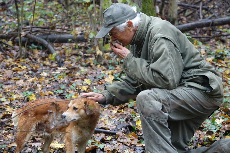 In this photo taken on Sunday, Nov. 10, 2019, Carlo Olivero smells a truffle taken from the earth in the woods near Alba Italy. Olivero has been hunting truffles for more than 40 years, and worries about climate change and the transition of wooded land to vineyards and orchards will impoverish future truffle production. (AP Photo/Martino Masotto)