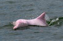 According to the WWF, there are only an estimated 2,000 pink dolphins left in the Pearl River Delta