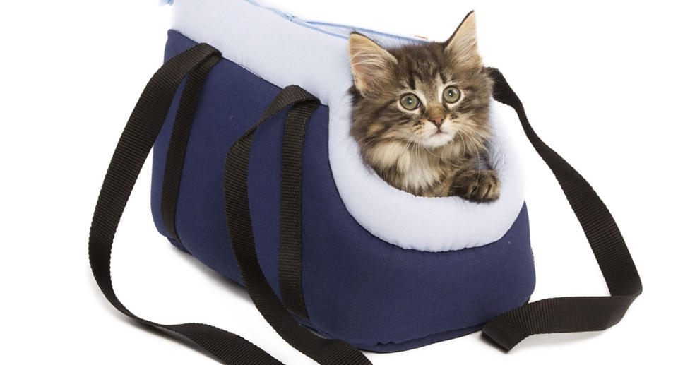 The passenger claimed she needed her feline friend for ‘emotional support’. Source: AAP, File image