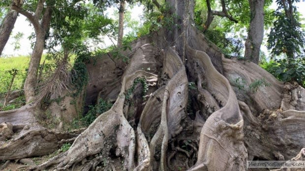 The roots of an inup or ceiba tree in Puerto Rico.