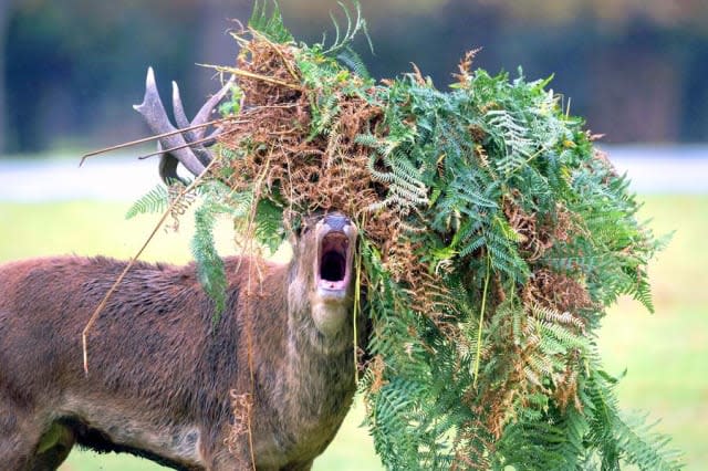 Unlucky stag has a bad hair day