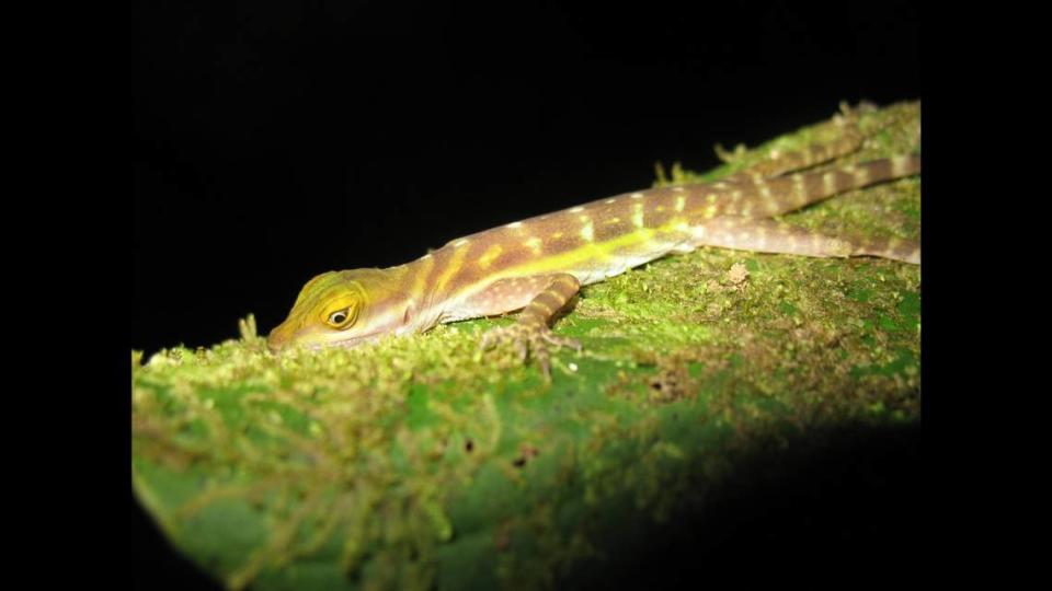 Anolis riparius perched on a mossy patch.