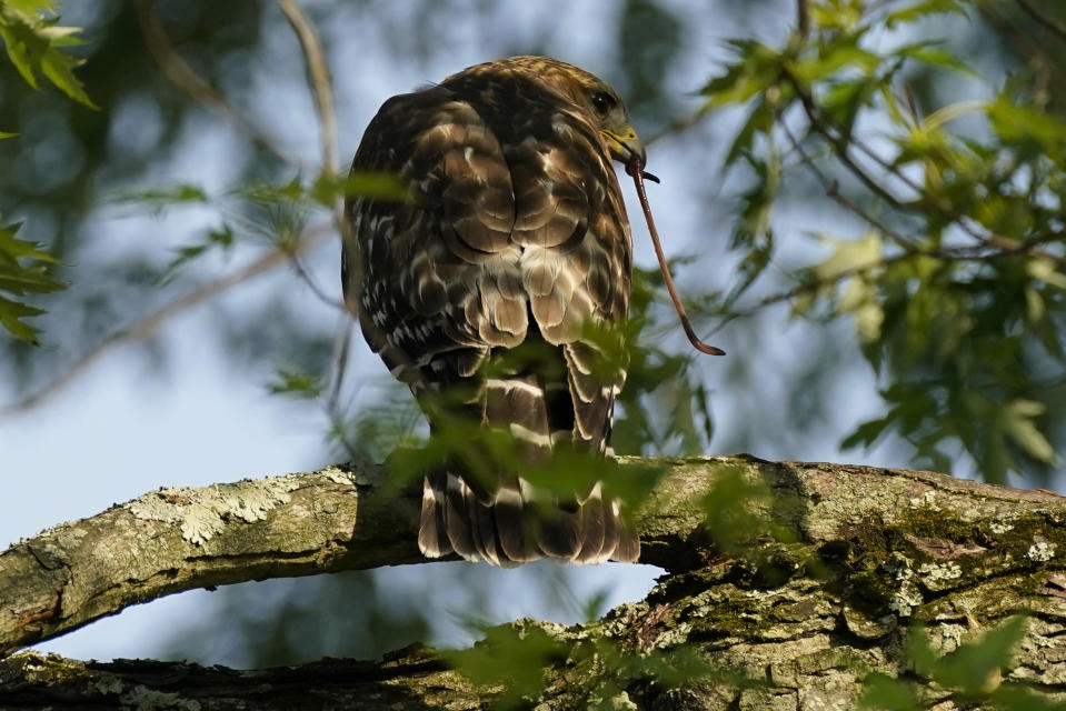 A red-shouldered hawk perches in a tree with a worm in its mouth, Monday, May 17, 2021, in Columbia, Md. (AP Photo/Carolyn Kaster)