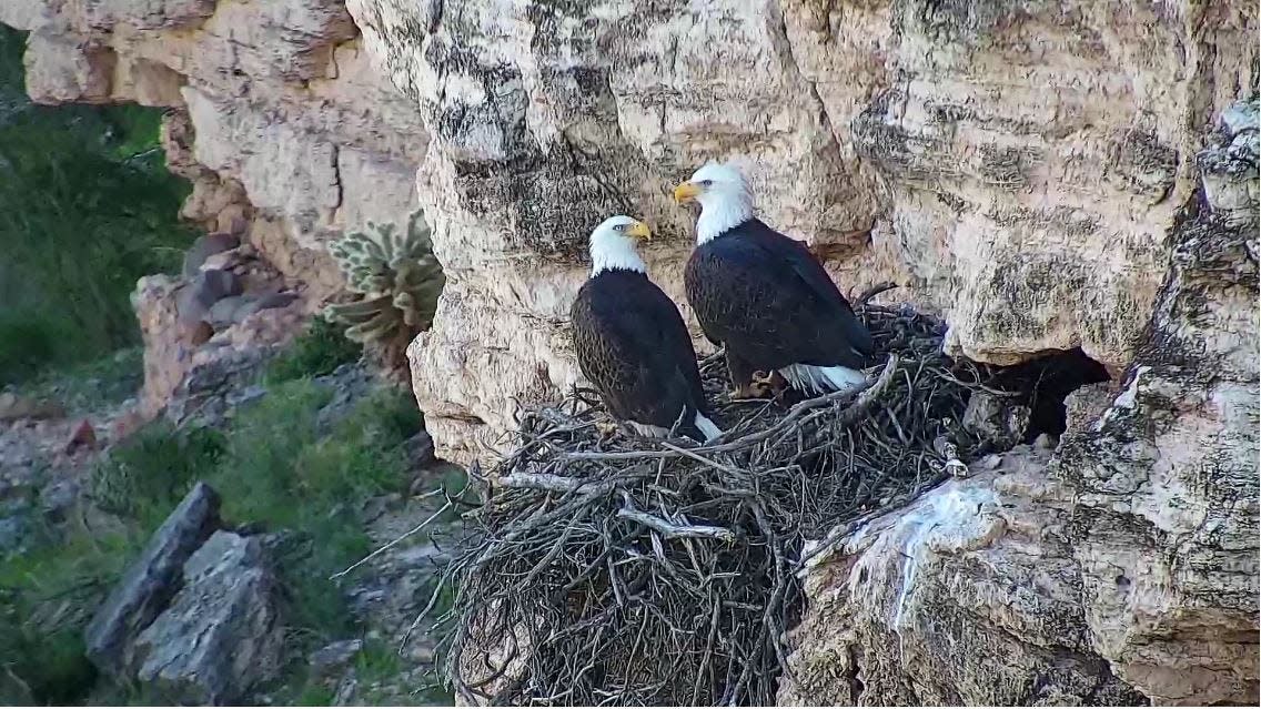 Arizona Game and Fish Department launched a live video feed of a bald eagle nest in Lake Pleasant Regional Park in Dec. 2018.
