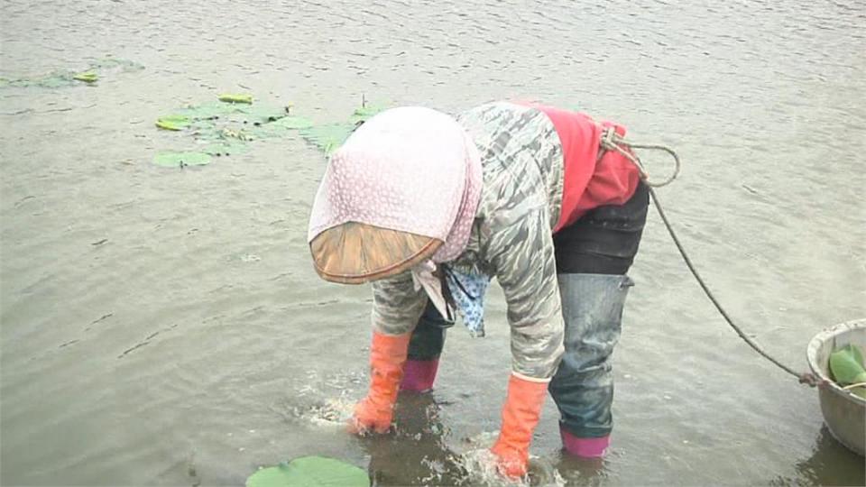 白河水庫淤積嚴重蓄水率0 文蛤缺水蛤肉太鹹