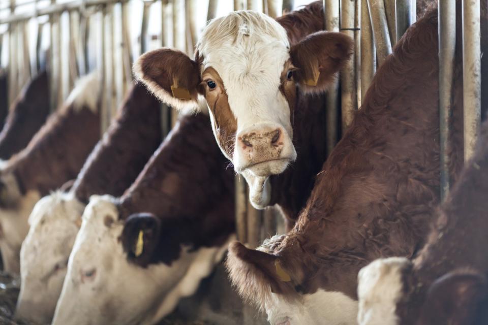 Boss of dairy giant Arla warns that the UK could face a butter and cream shortage by Christmas (123ducu via Getty Images)