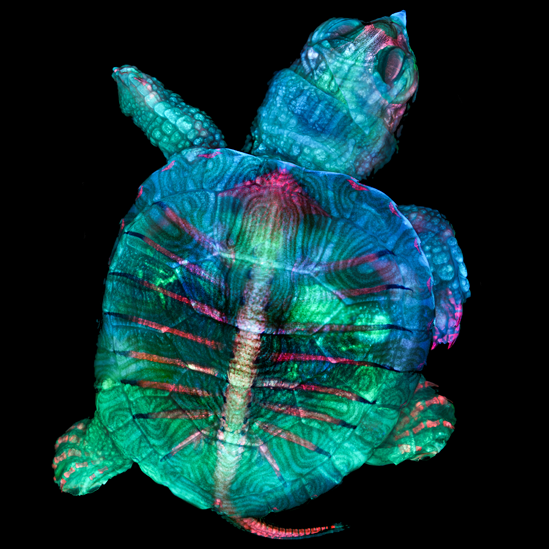 La ciencia y el arte bajo el microscopio. Esta imagen fluorescente de una tortuga ganó este año el primer puesto del concurso anual Nikon Small World (Mundo Pequeño) que celebra las mejores creaciones en fotomicrografía o imágenes captadas a través de un microscopio. La ganadora fue tomada por Teresa Zgoda y Teresa Kugler en Estados Unidos. Para lograr la imagen tomaron cientos de fotos que luego unieron con la técnica de image stitching. “La microscopía nos deja hacer zoom en los organismos y componentes más pequeños que forman nuestro mundo, y nos da una profunda apreciación por las cosas pequeñas de la vida que muchas veces pasan desapercibidas”, señaló Kugler. Todas las imágenes son gentileza de Nikon Small World.