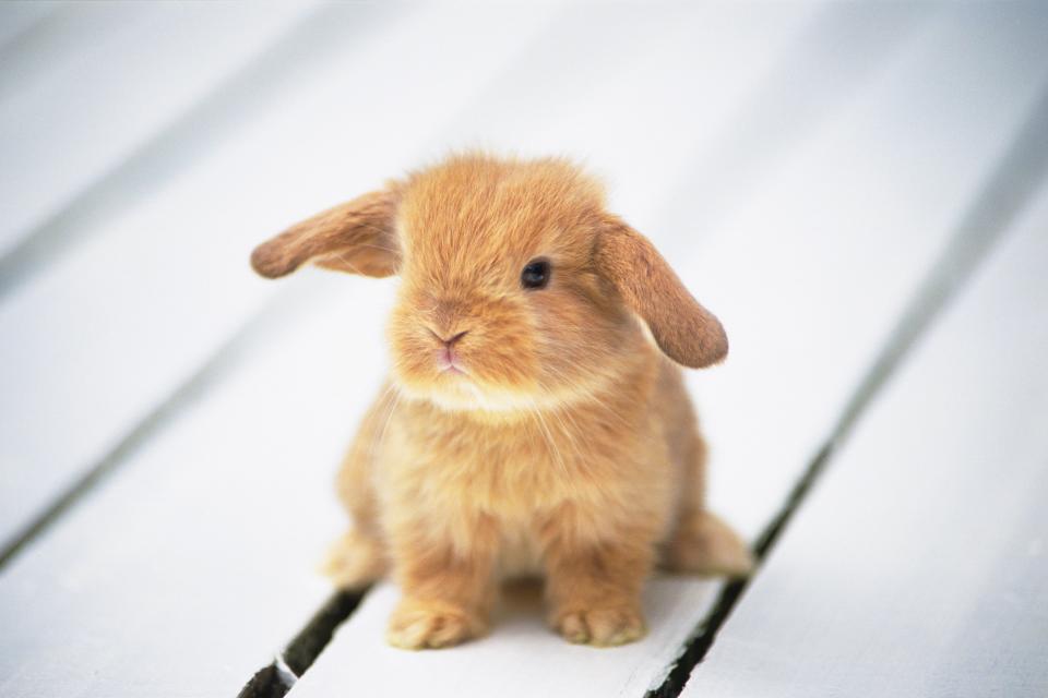 a Little Lop Ear Rabbit Standing on a White Floor, Looking Sideways, High Angle View, Differential Focus