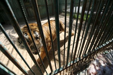 A tiger is seen inside an enclosure at a zoo in Khan Younis in the southern Gaza Strip March 7, 2016. REUTERS/Ibraheem Abu Mustafa