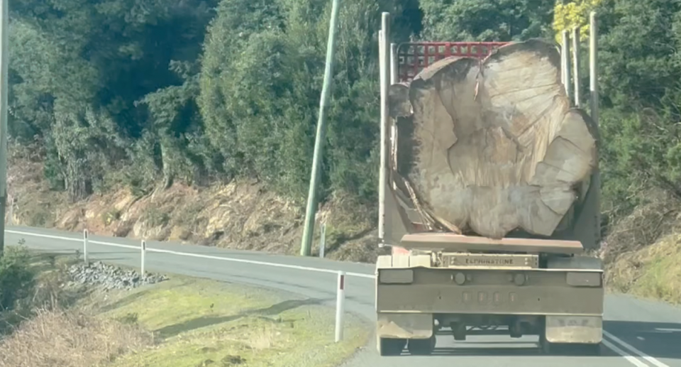 A massive mountain ash can be seen on the back of a logging truck.