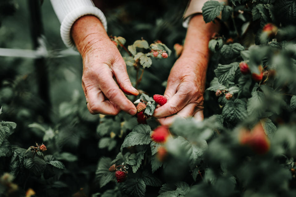 Close up image of the hands of a fruit picker picking strawberries. Image: Getty