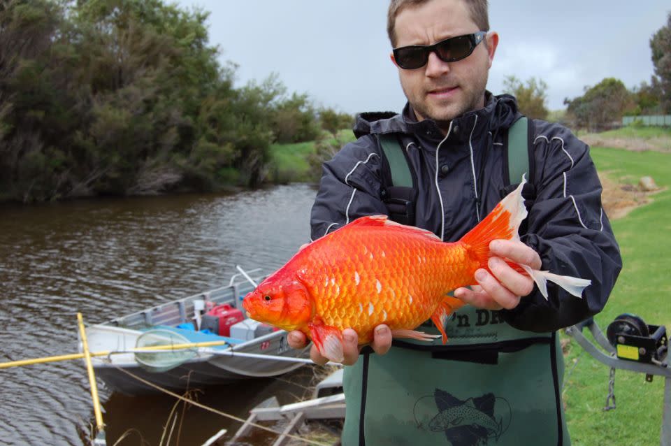 Dr Stephen Beatty has been finding goldfish weighing more than 2kg in WA's rivers. Source: Caters/Dr Stephen Beatty/Murdoch University