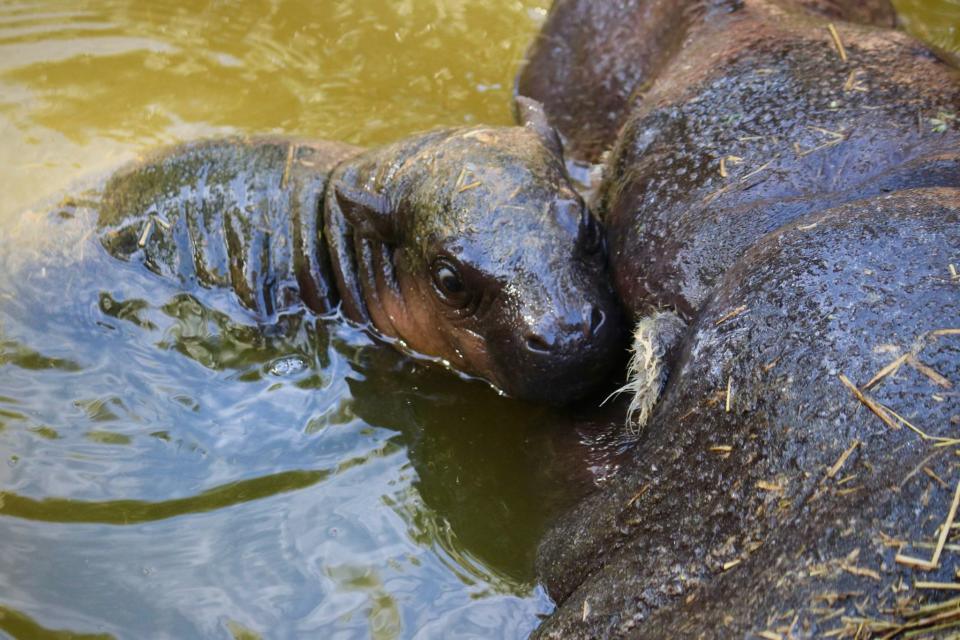 ZooTampa at Lowry Park is celebrating the birth of rare and endangered pygmy hippopotamus.