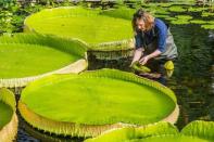 <p>En plus d'être la plus récente espèce de nénuphar géant, "Victoria boliviana", dont les feuilles peuvent mesurer jusqu'à trois mètres de large, est également la plus grande au monde.</p>