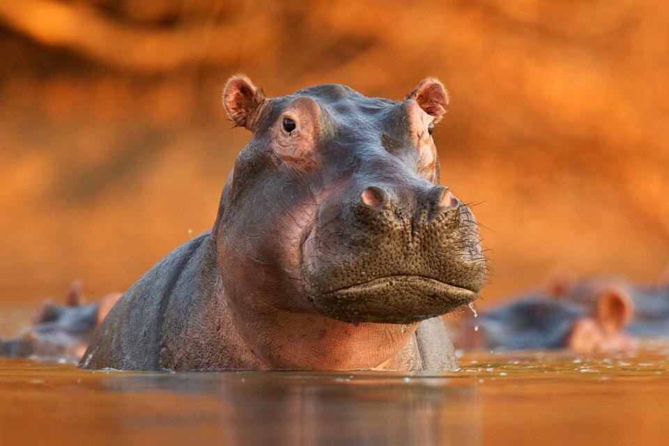 <p>Getty</p> Stock image of a hippo