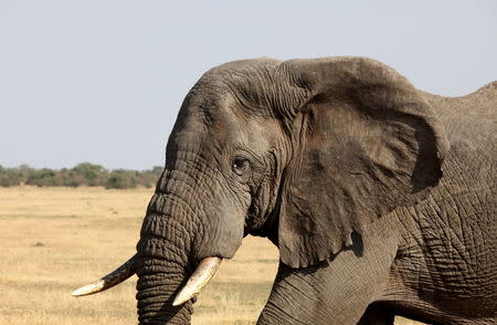 An elephant walks in Serengeti National Park in this August 18, 2012 file photo. REUTERS/Noor Khamis/Files