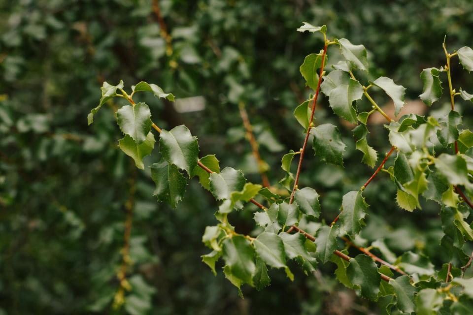 Hollyleaf cherry has glossy green, serrated leaves