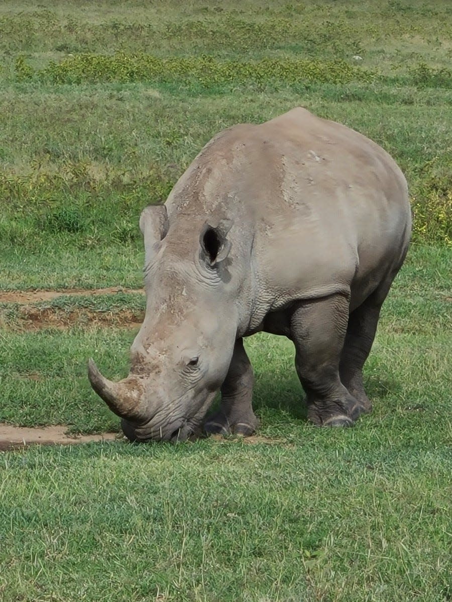 Vivian Walczesky saw many animals on her recent trip to Africa.