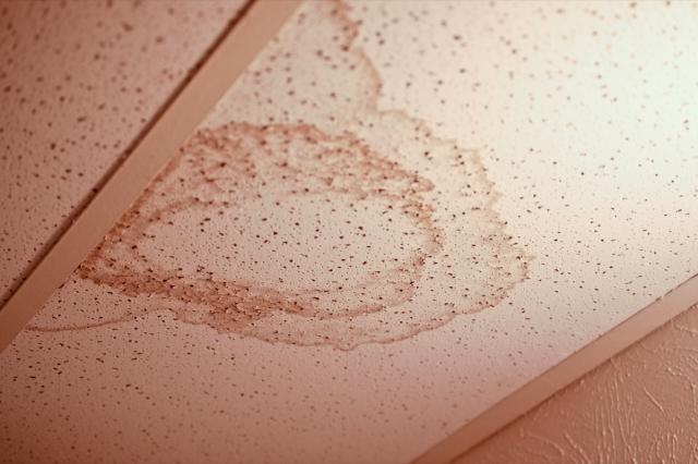 signs of termite damage in drywall