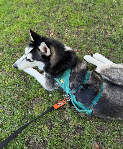 <p>Luna Love/Facebook</p> Luna the husky