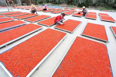 Workers dry wolfberries at a yard in Linze, Gansu Province, China, July 13, 2016. REUTERS/Stringer