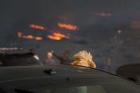 <p>A dog watches from a car as flames approach during the Woolsey Fire on Nov. 9, 2018 in Malibu, Calif. About 75,000 homes have been evacuated in Los Angeles and Ventura counties due to two fires in the region. (Photo: David McNew/Getty Images) </p>