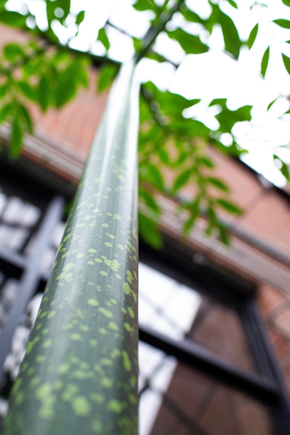 The titan arum plant, more commonly known as the corpse flower, at Austin Peay stands in the greenhouse at Sundquist Science Center. Vanderbilt University’s greenhouse manager Jonathan Ertelt gave the plant to APSU biology professor Carol Baskauf last summer. The plant is four to six years from blooming its famous (and stinky) inflorescence. Corpse flower blooms are rare and happen in cultivation only a couple dozen times worldwide each year.