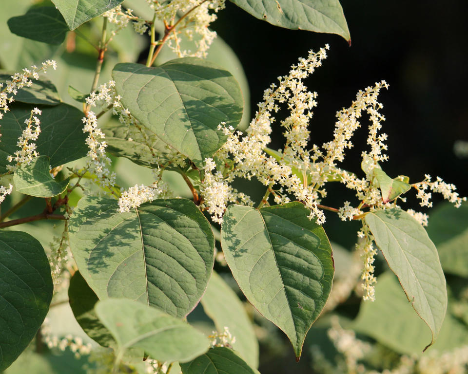 5. Japanese Knotweed (Reynoutria japonica)