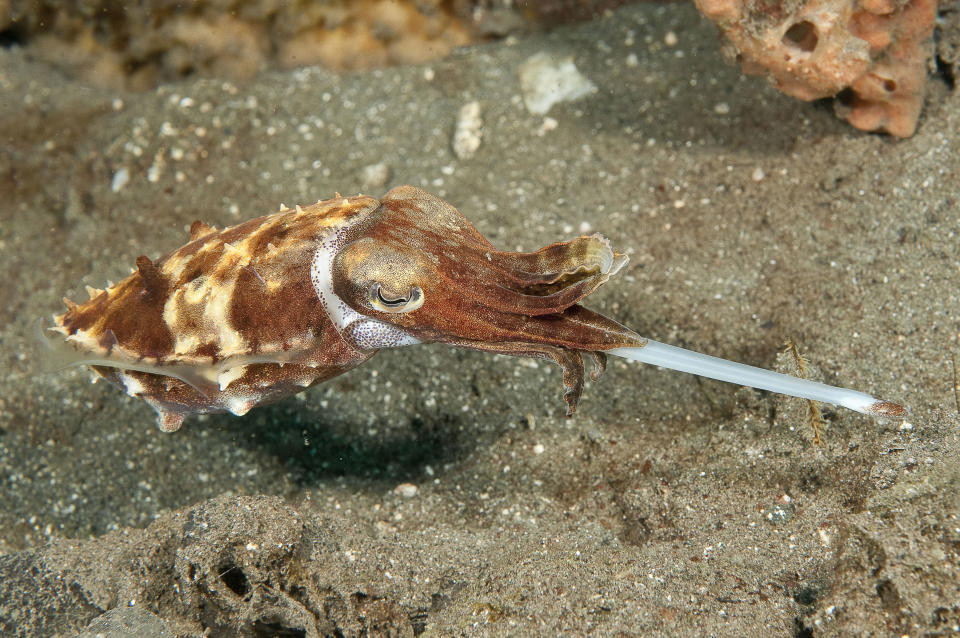 Hunting cuttlefish