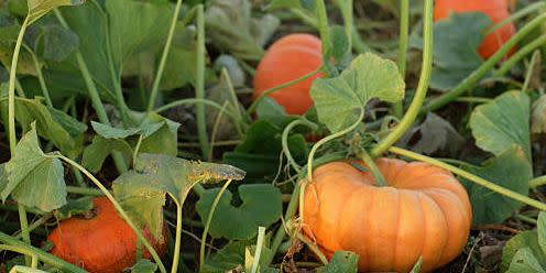 closeup of pumpkin patch